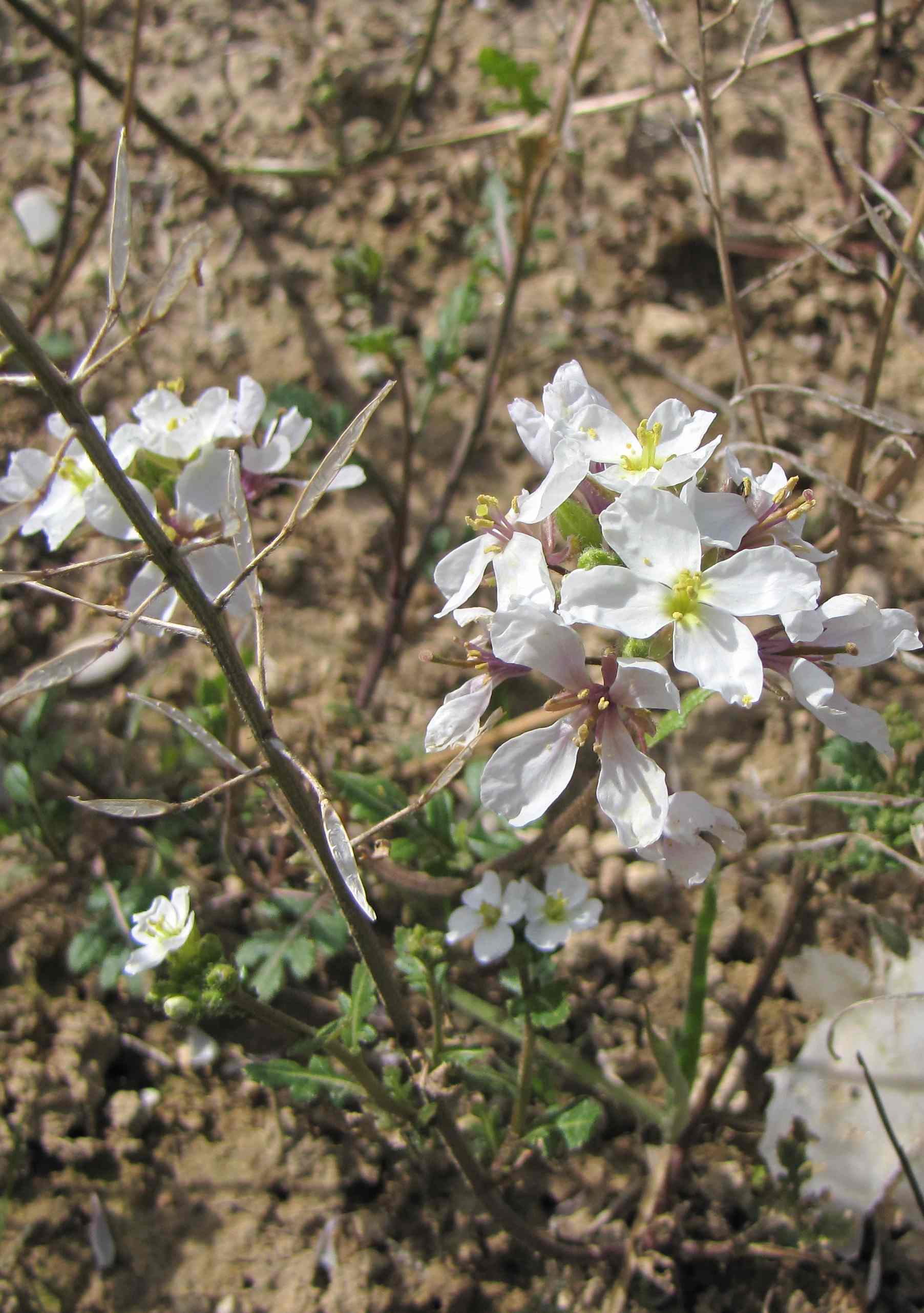 coste marchigiane - Diplotaxis erucoides